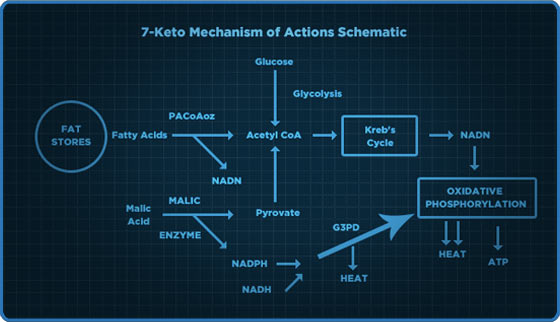 7-Keto Mechanis of Actions Schematic