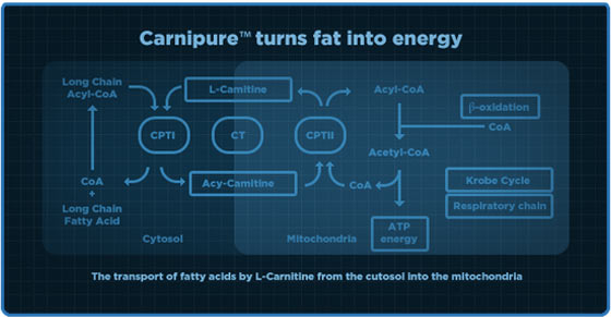 Carnipure turns fat into energy chart