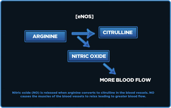 Arginine:Nitric Oxide Flow Chart