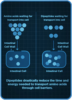 Dipeptide Chart