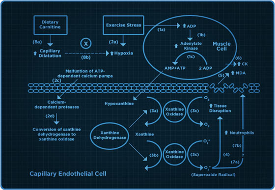 L-Carnitine Flow Chart