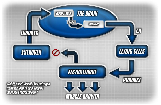 Testosterone Muscle Growth.