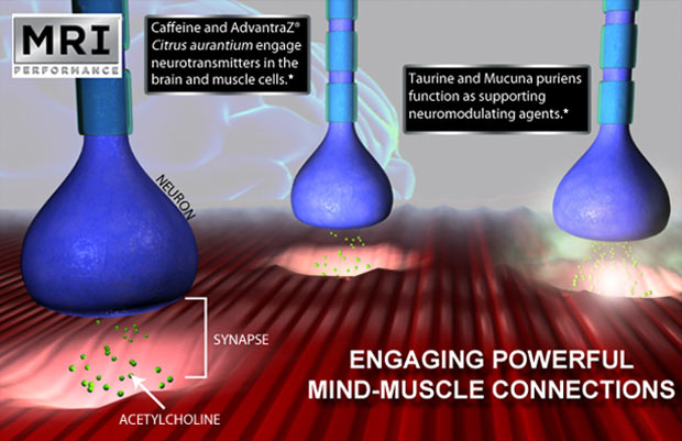 Engaging Powerful Mind-Muscle Connections