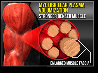 Muscle