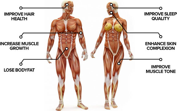 Improve hair health, increase muscle growth, lose bodyfat, improve sleep quality, enhance skin complexion, improve muscle tone.